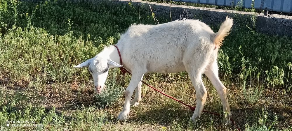 Продаётся козочка (зааненская) годовалая