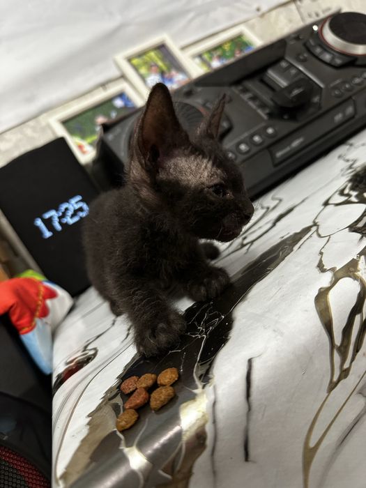Продам котят сфинксов