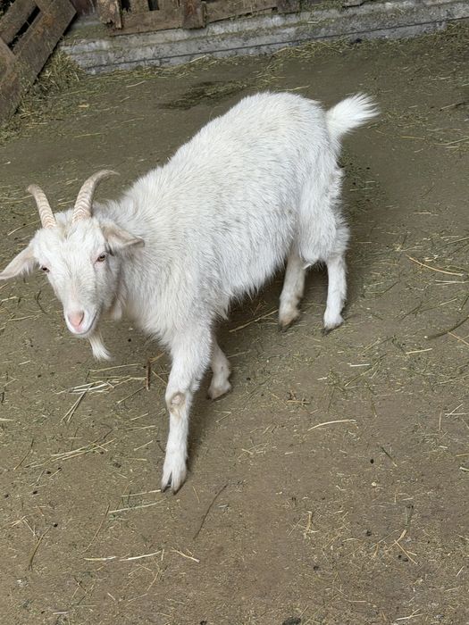 Продам коз молодые