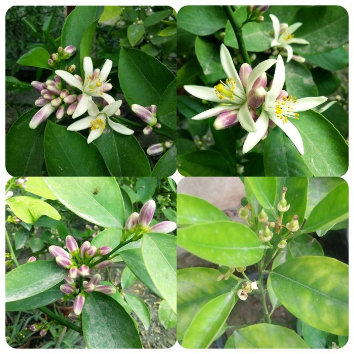 Gullagan limon koʻchatlari
