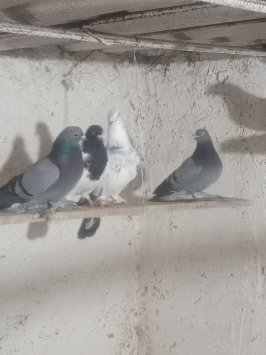 Голуби на игру разные