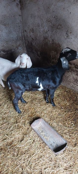 Vând Capre gestante 2 Buc