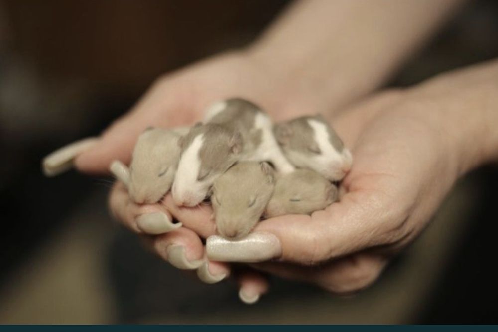 Крысята дамбоухие