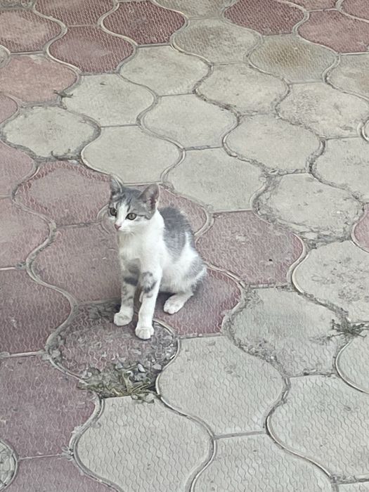 Котята Отдам в добрые руки