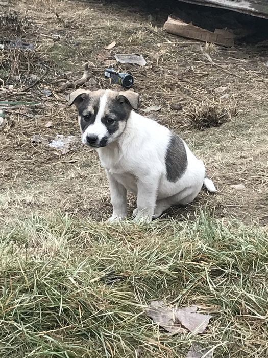 Щинята в добрые руки!