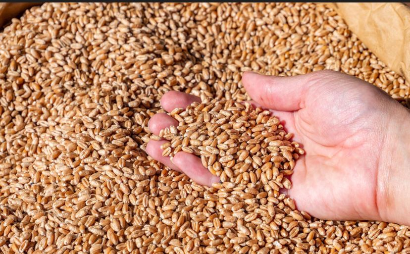 Бидай Арпа Кебек