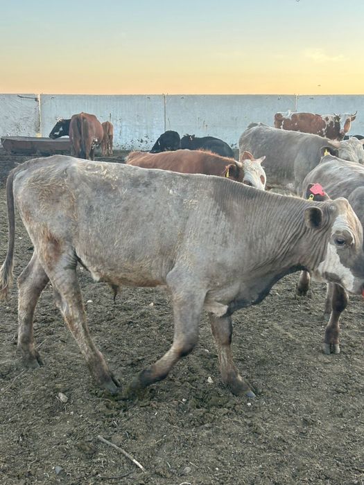 Бұқа сатам 1,5 жасар 12 бас мартукте