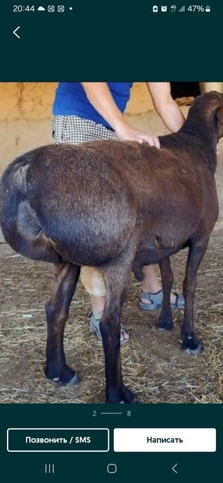 Qassob xizmati Qochqorlar sotiladi 24/7