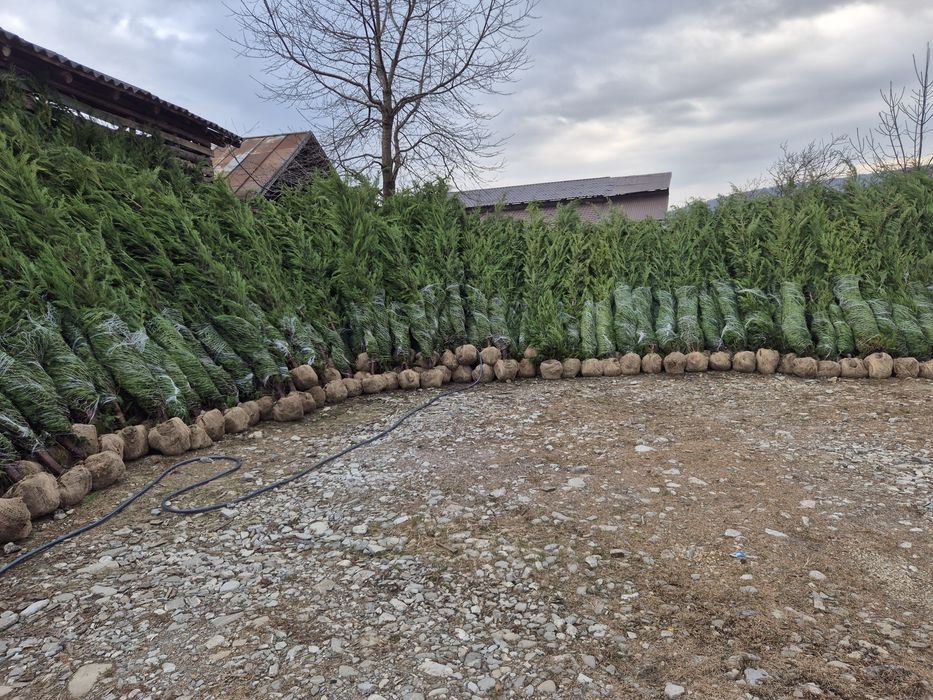 Leylandy cupressocyparis (tuia leylandii)
La o calitate superioara pre