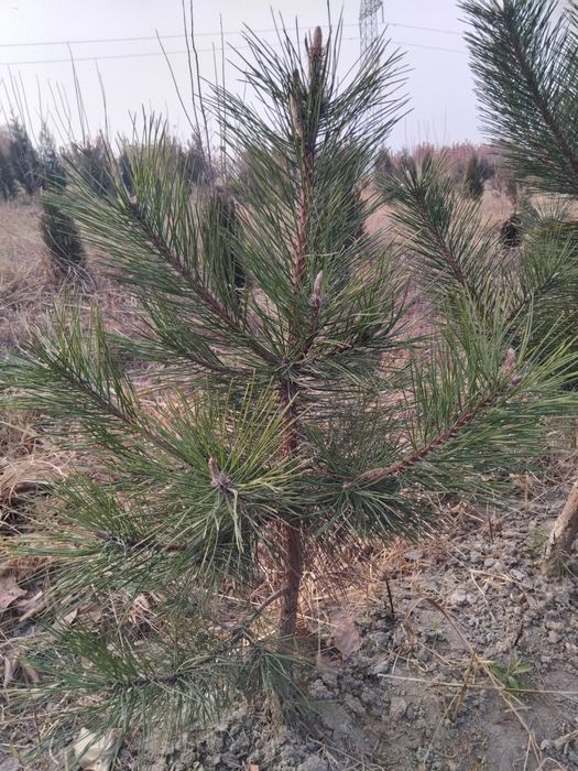 Archa ko'chatlari sotiladi