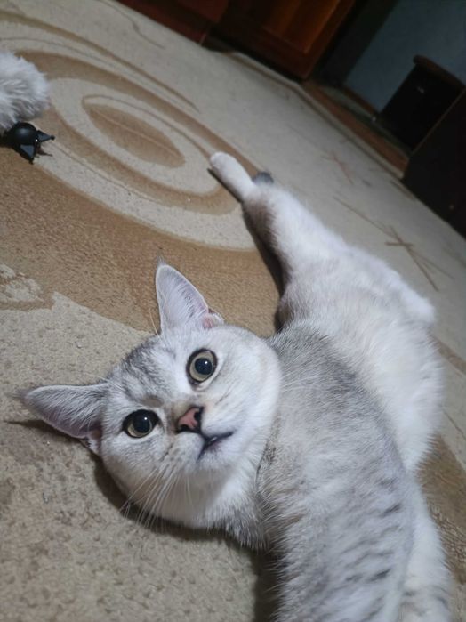 Необычно умная кошка — Серебристая шиншилла