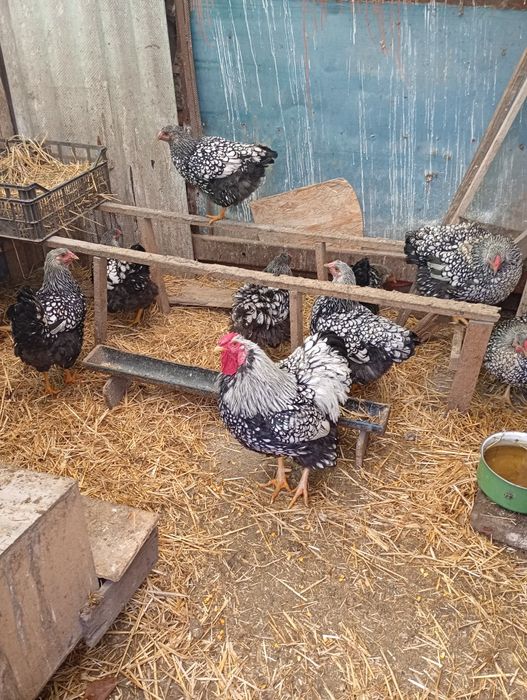 Vând cocosi wiandot