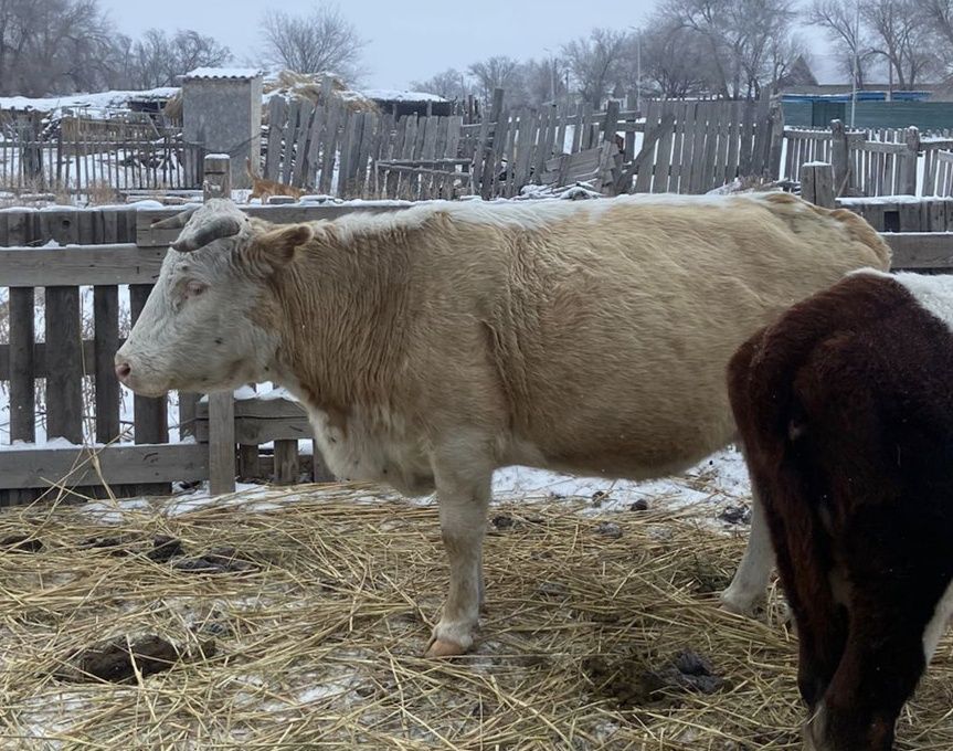 Продам корову согым