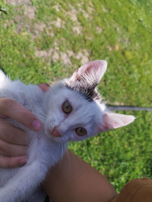 Маленький котенок