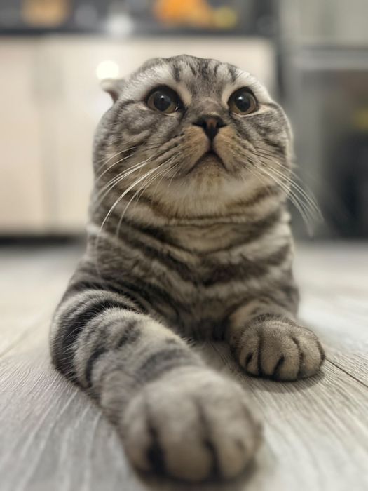Кот ищет подружку для вязки