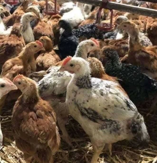 Avem pui albi de carne si pui rasa mixta