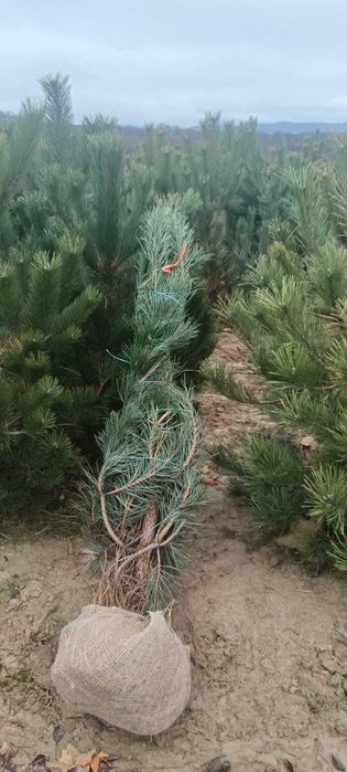 Brazi ieftini și frumoși – stoc limitat