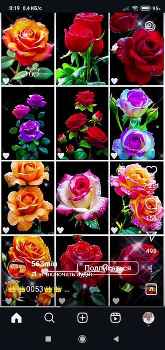 вющая.роза.. . Глициня