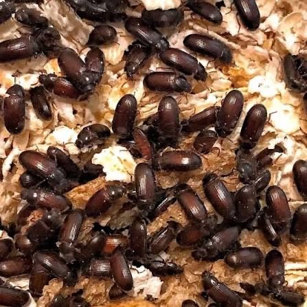 Жук знахарь (Ulomoides dermestoides)