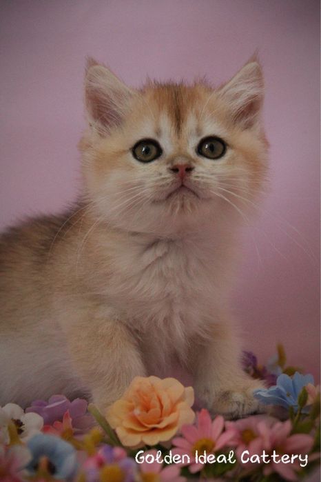 Бртанские чистокровные