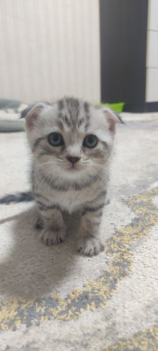 Продам котенка скотиш фолд