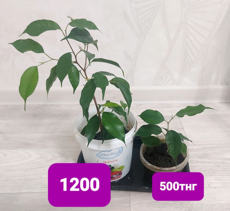 Продам фикус бенджамина