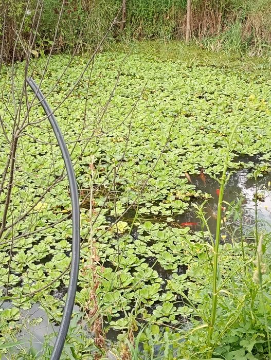 OFERRRTĂĂĂ !!! La sac -200 LEI . Salata de Nil - Pistia .