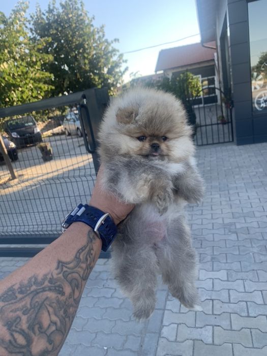 Померан мини