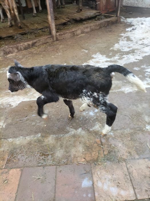 Продам телёнка бычка