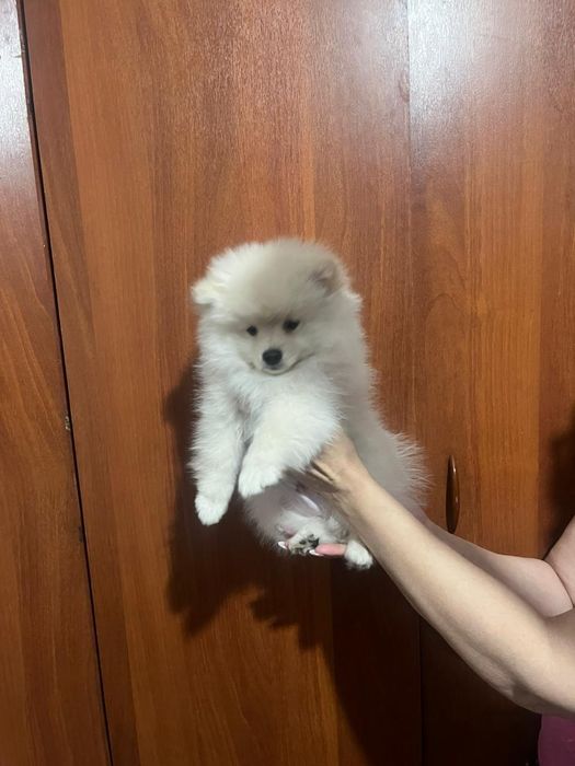 Щенки немецкого щпица