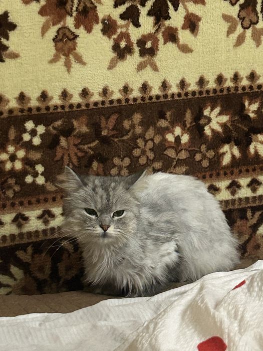 Кошка сибирка малышка