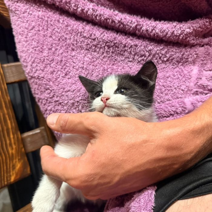 Отдам котенка  бесплатно