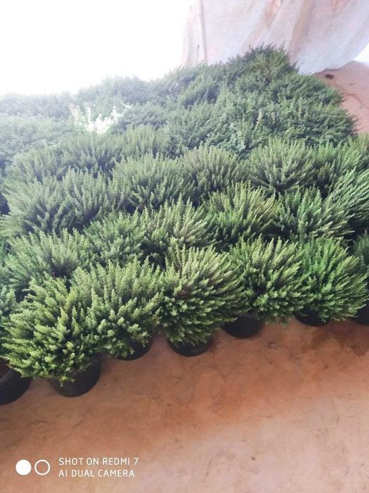 Продается - лаванда, розмарин, чабрец, мята и  пряные сорта