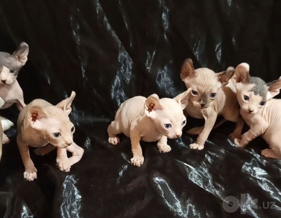 Котята Канадскией сфинксы