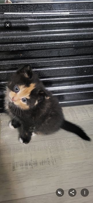 Прлдаю котят 18 числа будет 1 мес.
