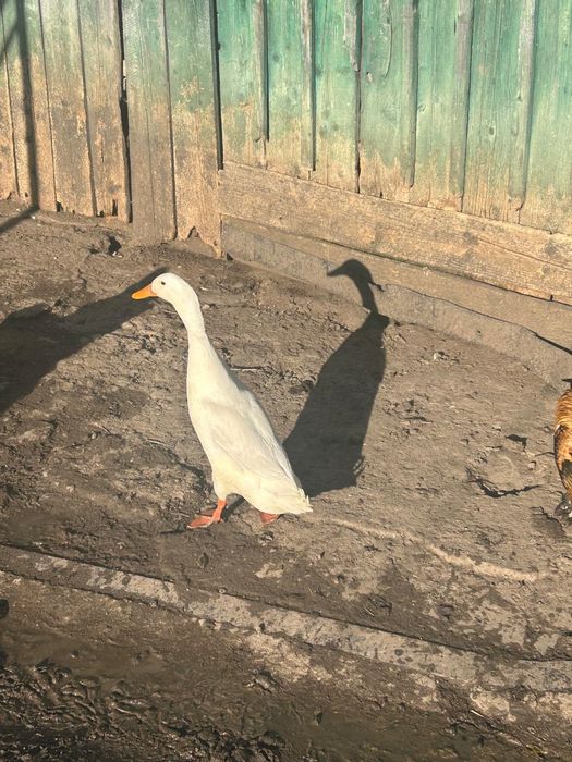 Rațe indiene alergatoare