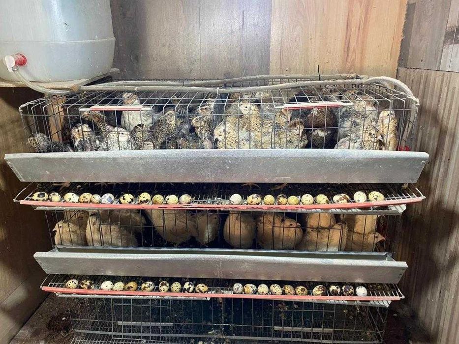 Prepelite ouatoare si oua de prepelita