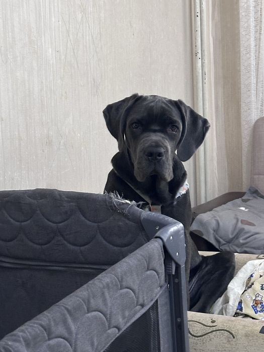 Кане Корсо 5 месеца