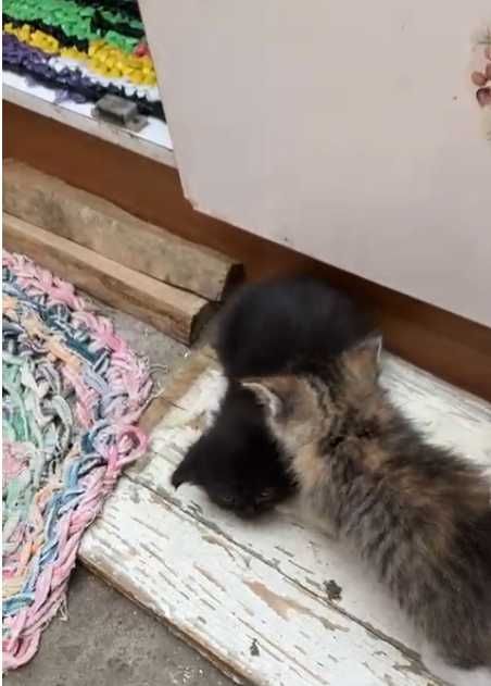 pisici spre adoptie
