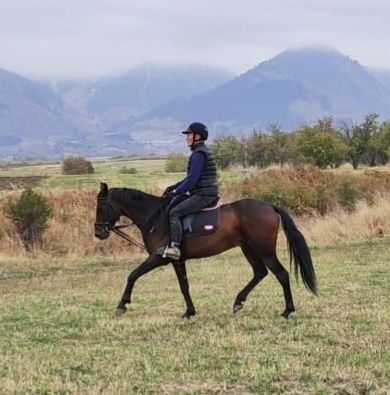 Мерин полукровный