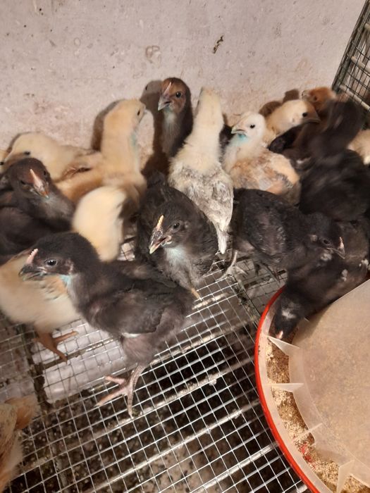 Pui din gaini de curte mari și ouatoare