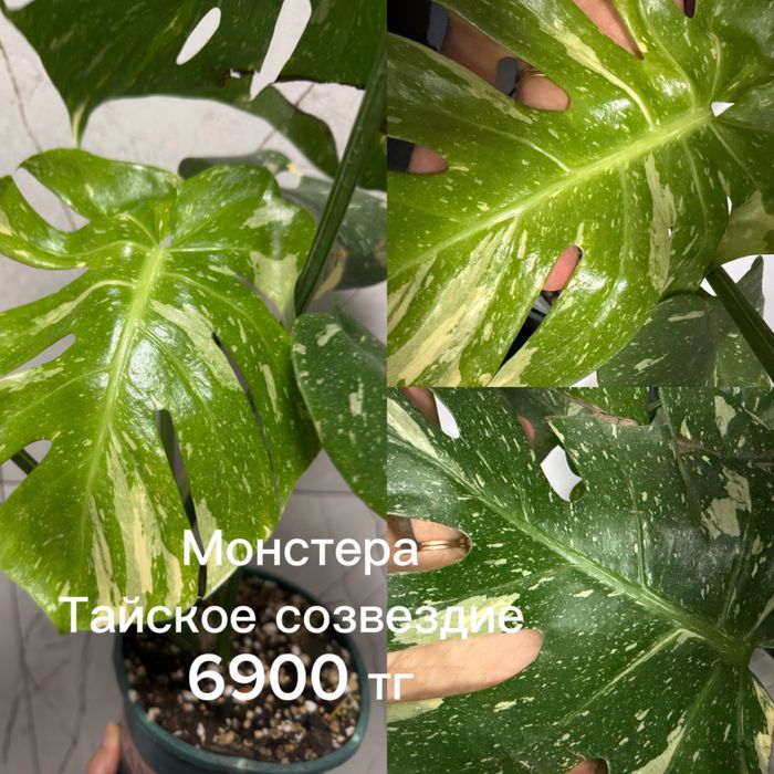 Сингониумы, монстеры