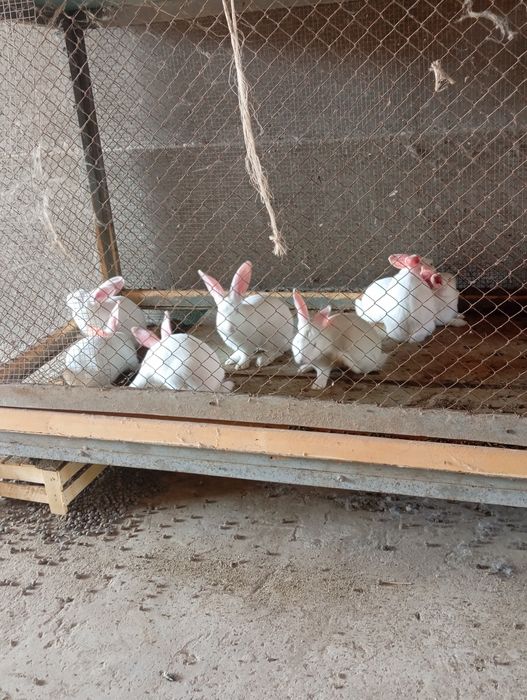 Quyon sotiladi hikol