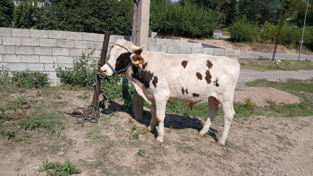 Продам хорошего быка.Срочно.