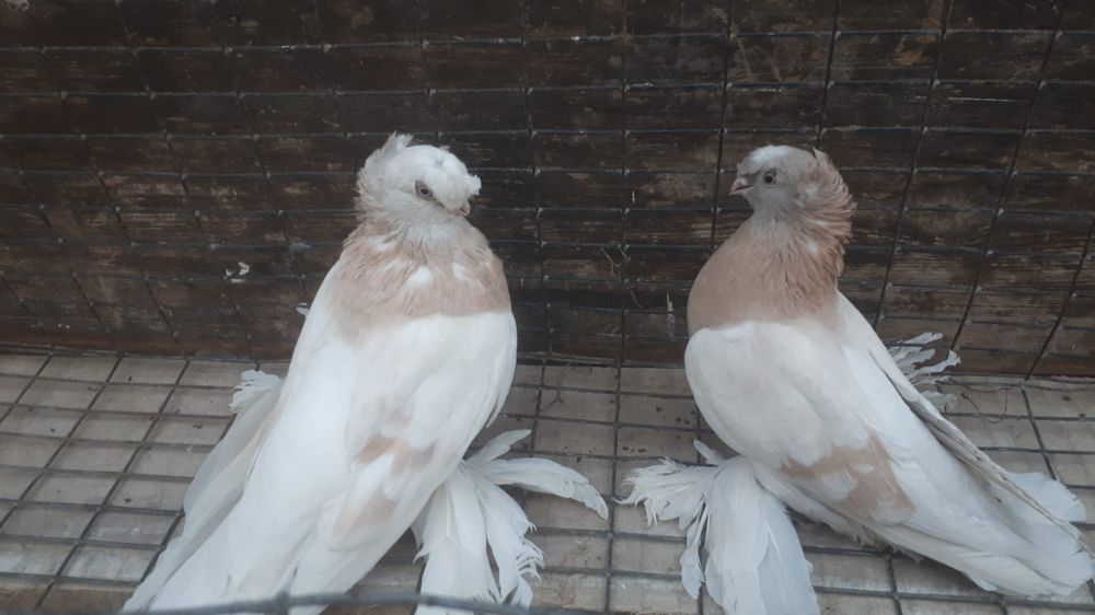 Продам рантовых голубей