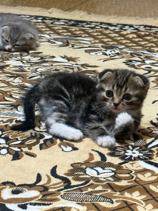 Продаю котят две девочки