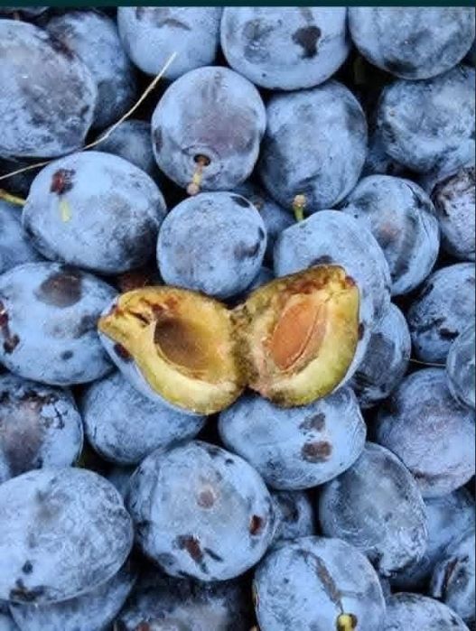Vând prune de țuică,soi stanley