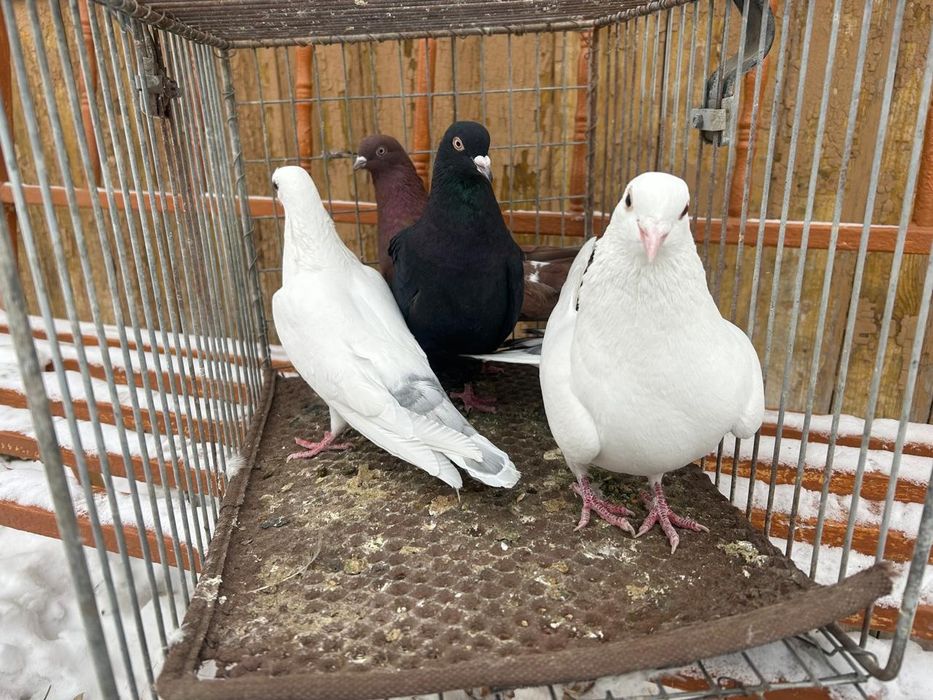 Продам голубей по 3 000 тенге