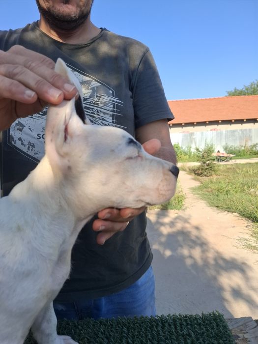 Pui mascul Dog Argentinian Dogo Argentino