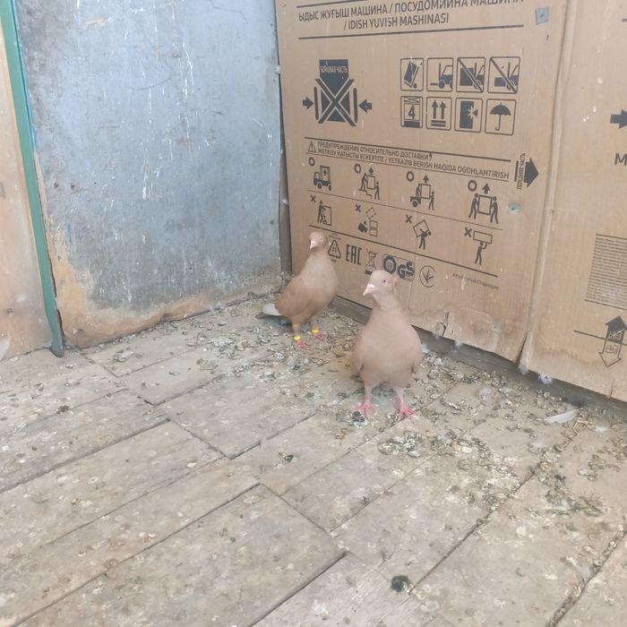 Американский жёлтый